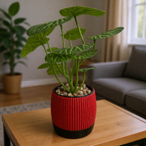 KORIN DARK | Blumentopf